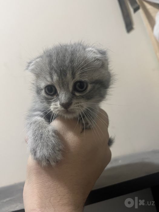 Котёнок Скотиш фолд