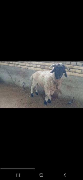 Bara qo'zi qo'chqor tanlov uchun zor tanlov