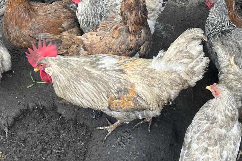 Продам домашних петухов