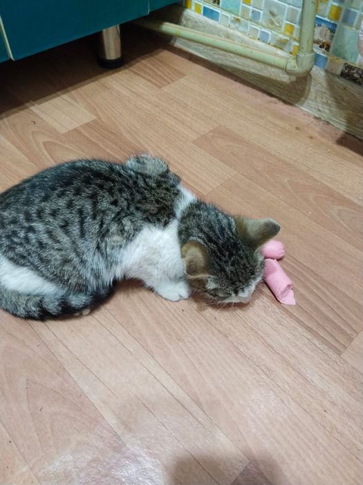 Отдам в добрые руки