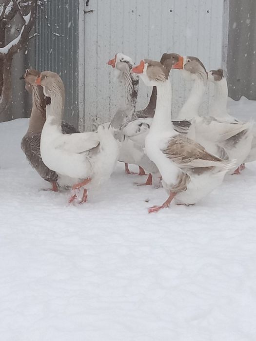 Продам гусей холмогоров