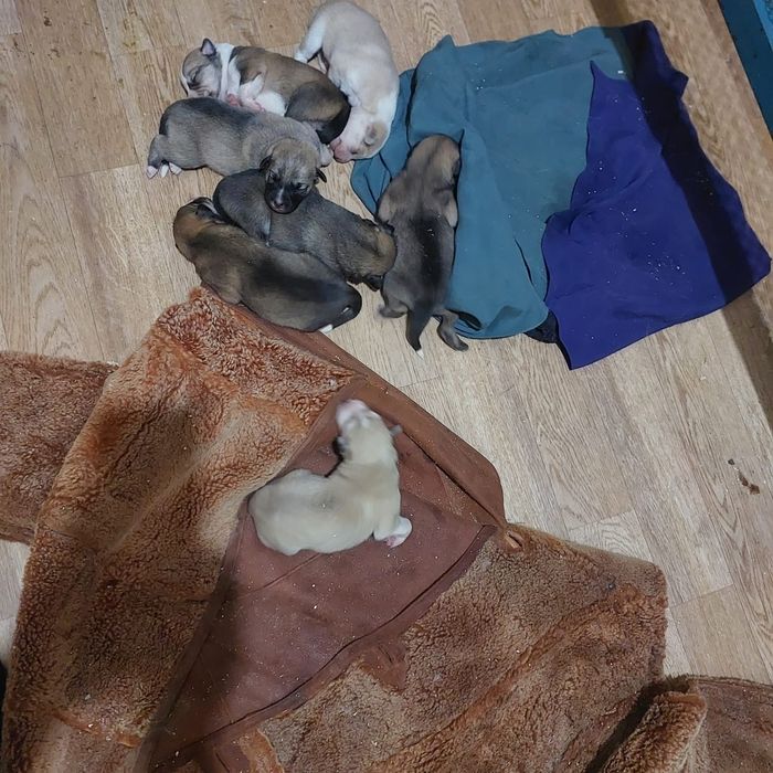 Отдам щенят в добрые руки