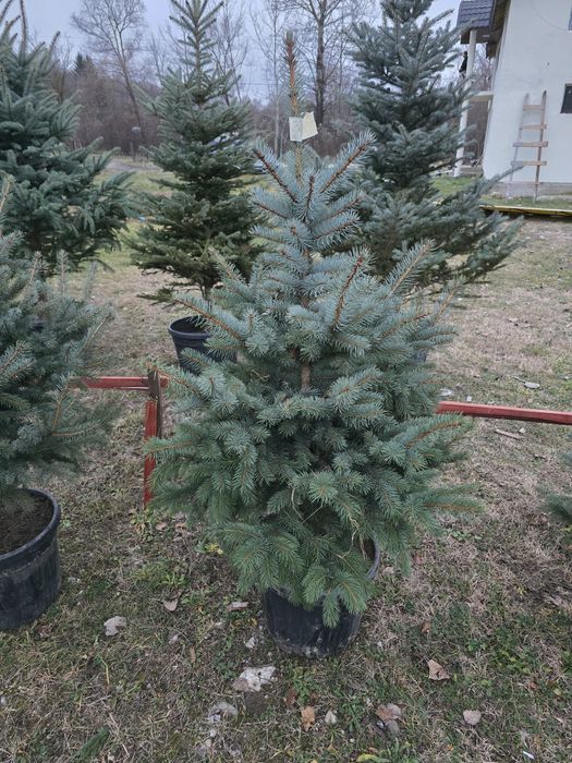 Brad natural cu rădăcini