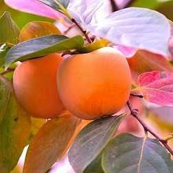 Райска ябълка Налични 4 сорта