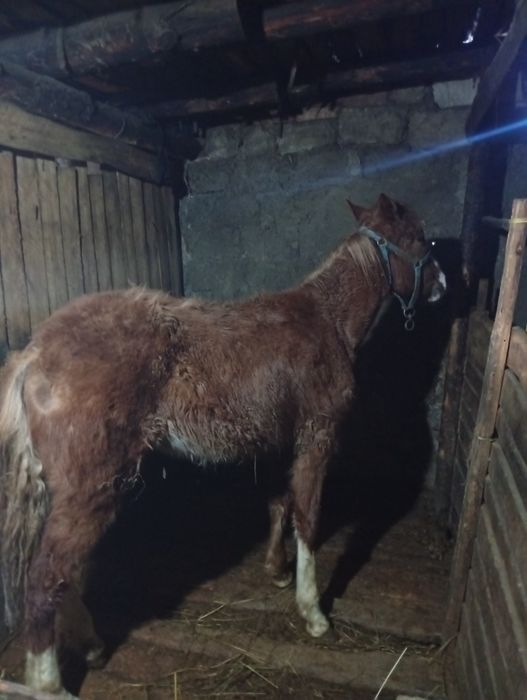 Продам жеребенка девочку