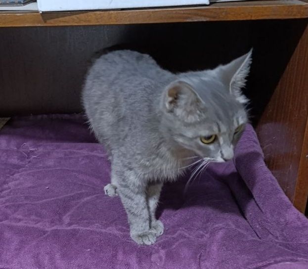 Котенка девочку 4-5 мес отдаю Тастак