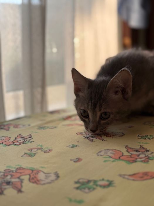 Отдам котенка девочку.В Добрые руки