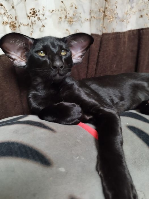 Ориентальный котёнок