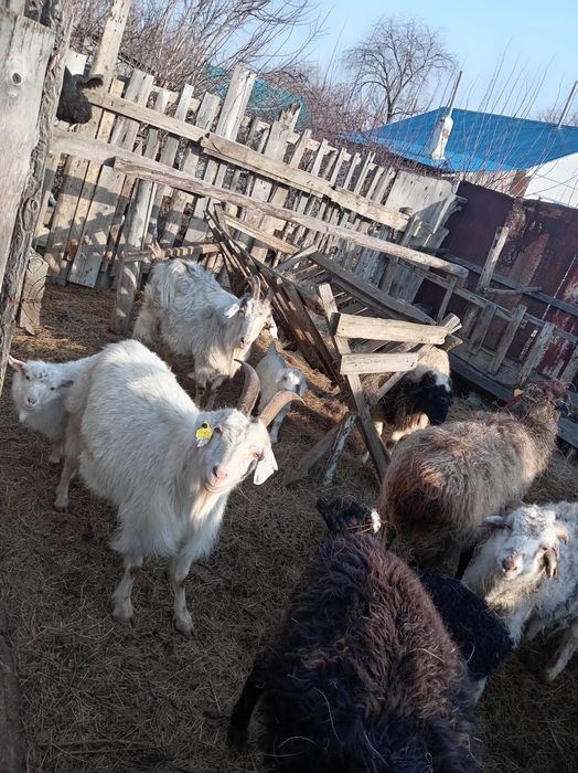 Продам оптом. Баран, коз.