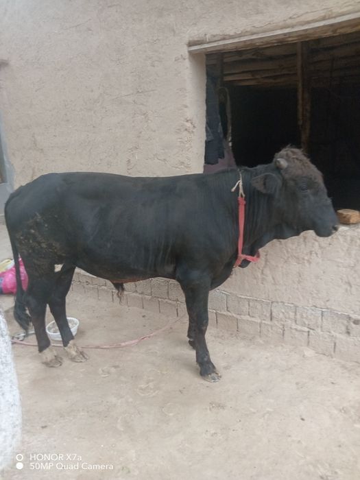 Jaydari Buqala sotiladi