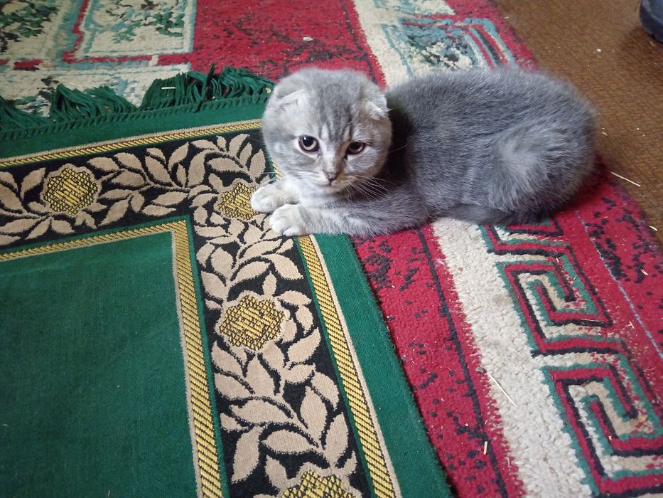 Мальчик шотландец окрас шиншила