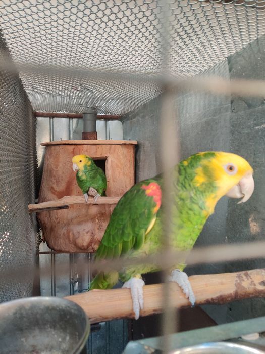 Papagal Amazon Magna Oratrix