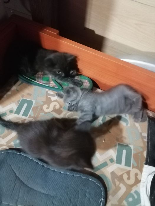 Отдам котят 3 мальчика
