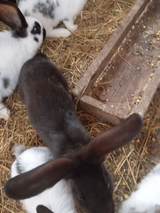 Vând iepuri  !! Preț : 50 de lei bucata