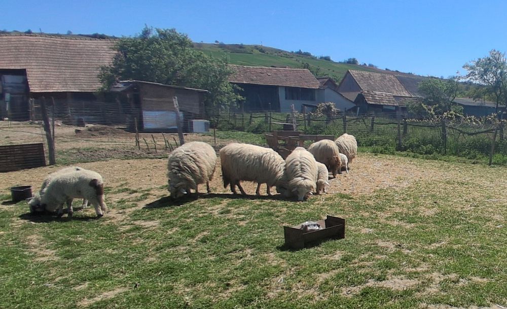 De vanzare urgent