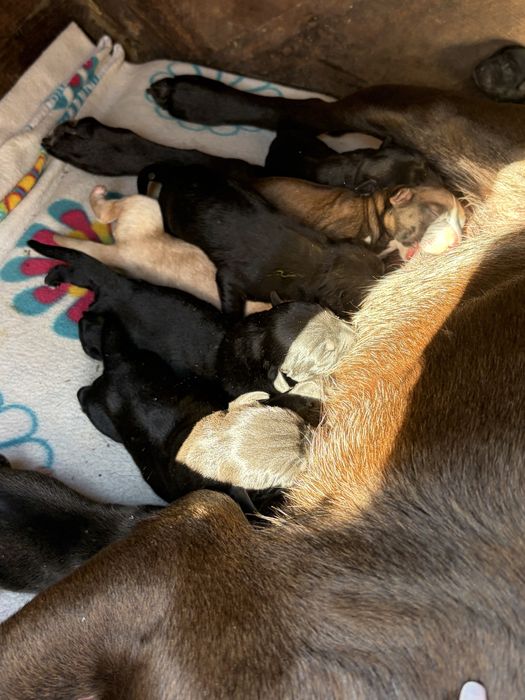 Donez catei 6 saptamani