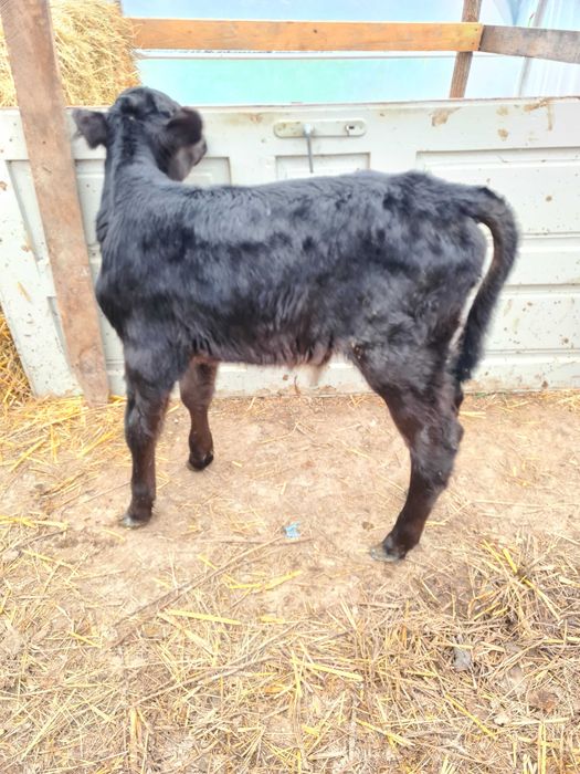 Vand taurasi de rasa sugari