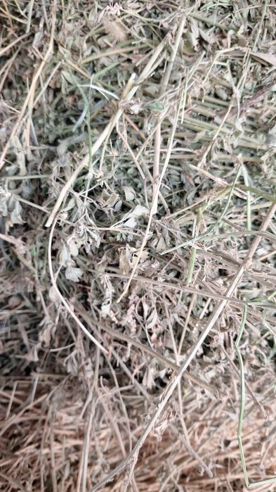 Продам люцерна cено