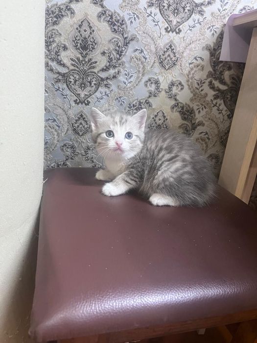 Котята в хорошие руки