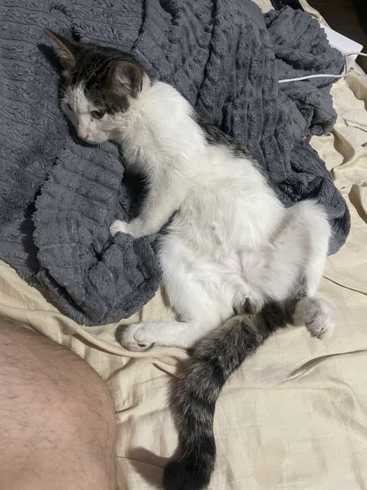 СРОЧНО-Котенок мальчик