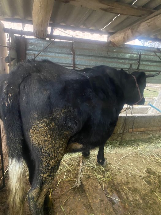 Буаз семіз сиыр сатылад