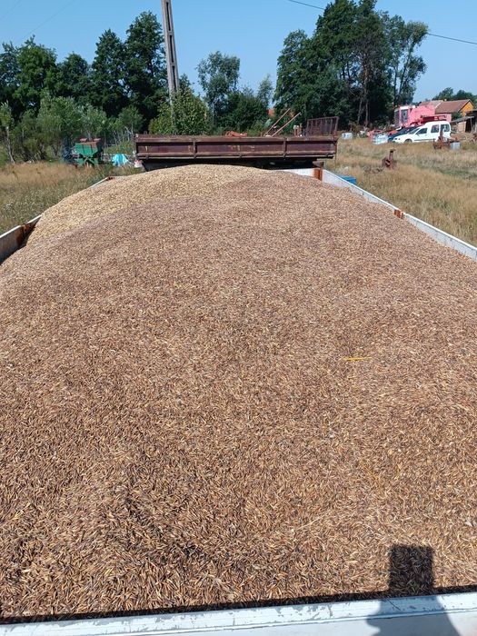 De vanzare cartofi sămânță și ovăz