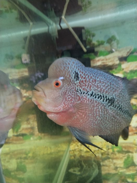 Фловер хорн продам нерестящююся пару