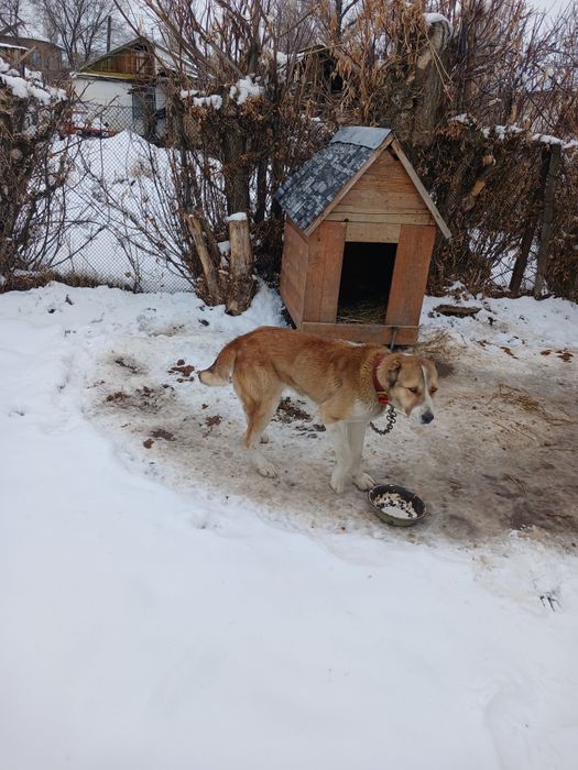 Ургашы алабай сатылады