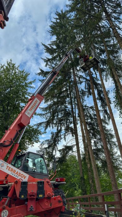 Taiere profesional a arborilor Brasov / copaci cu platforma de lucru