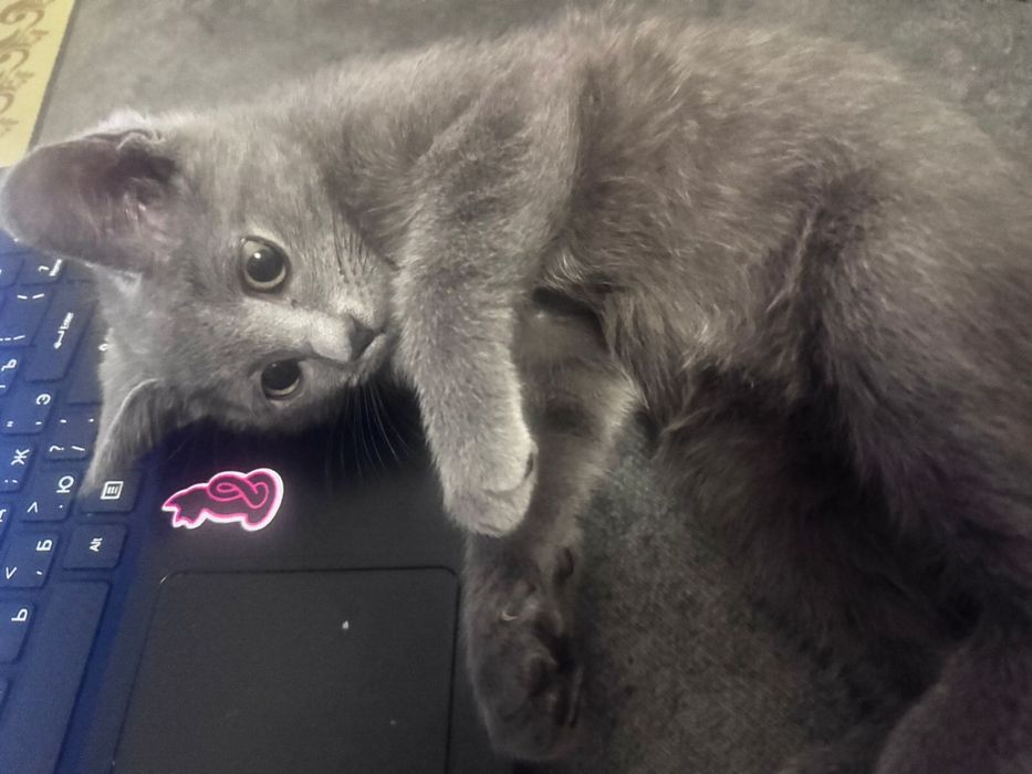 Котёнок мальчик