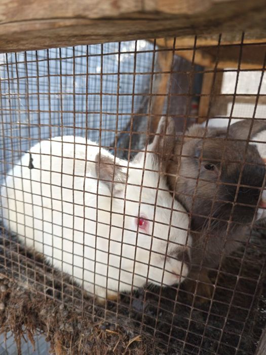 Продам срочно кроликов