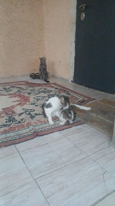 Кошка с матери кому нужно