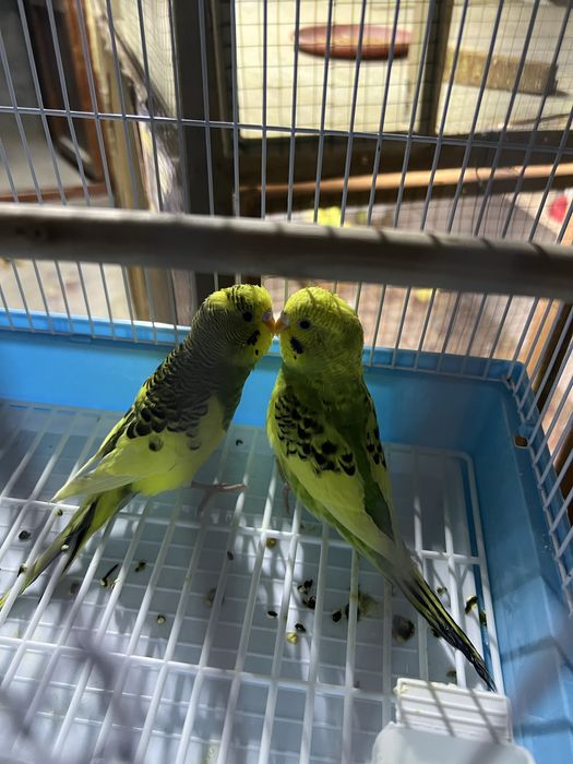 Tayyor parala sotiladi To'ti qush