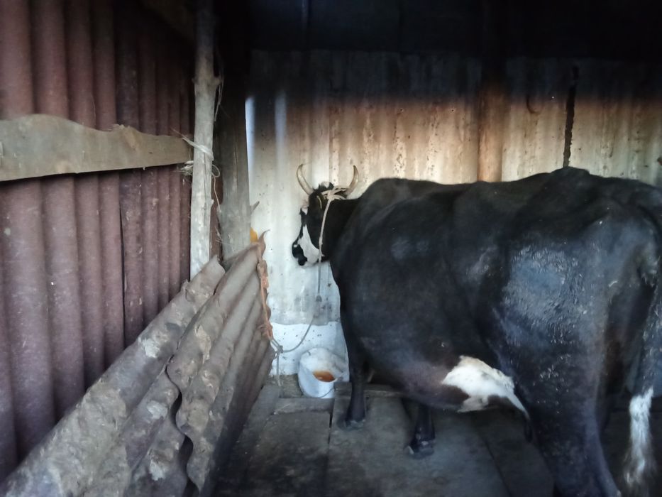 Продам Корова дойная