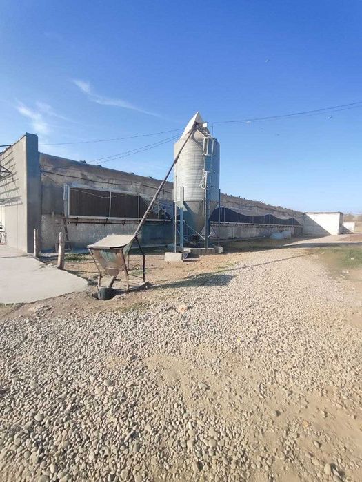 XXX Продаётся птицфабрика Кибрай