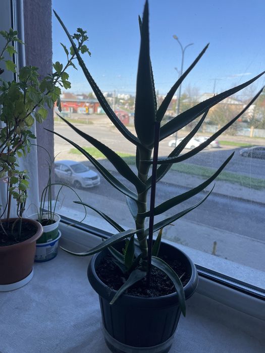 Комнатные растения