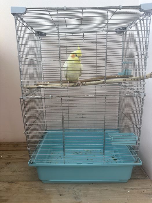 Продам ручную кореллу (лютино)