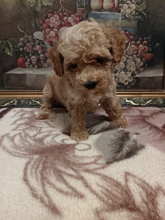 Мальтипу мальчики и девочки