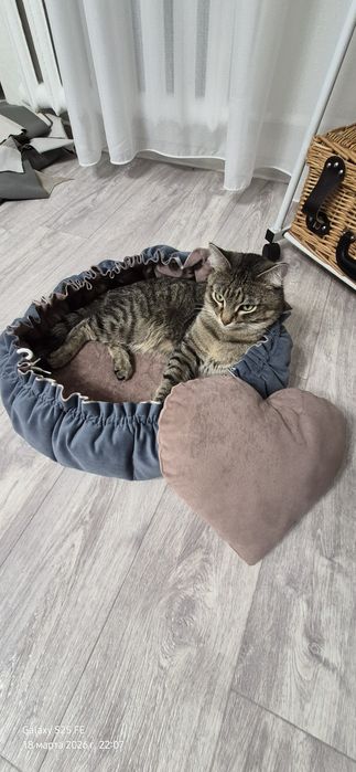 Лежанки для кошек