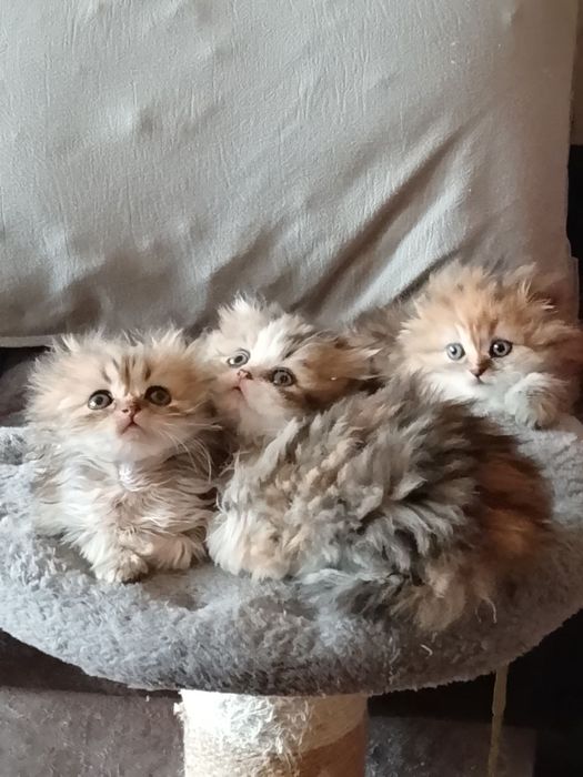 Пподаются котята хайлент страйт и хвйлент фолд