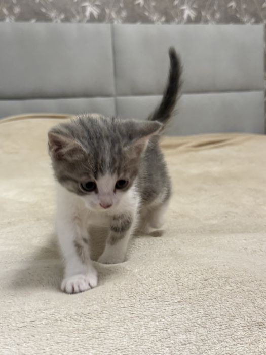 Отдам котенка в хорошие руки