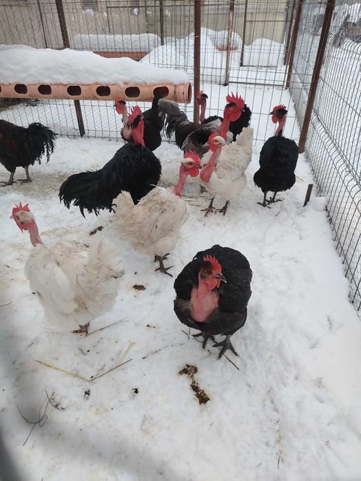 Ouă pentru incubat Gat Golas De Transilvania