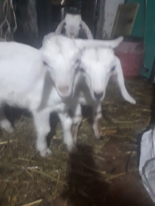 Козлята  Анло нубийские.