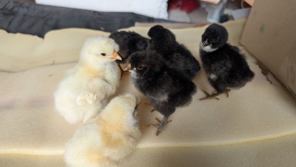 Pui țărănești,barbosi