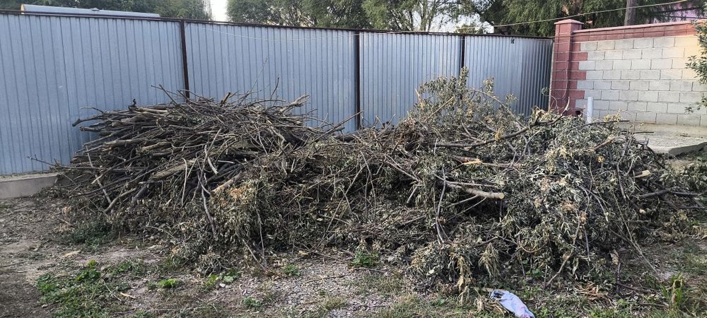 ағаштар отынға табылмаған тегін алып кетсеңіздер болды