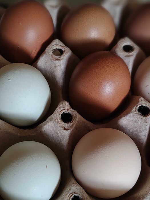 Ouă de Wiandotte, Marans și Ameraucana