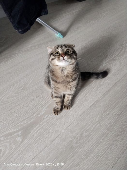 Отдам катенка мальчик