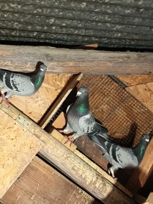 Porumbei voiajori viteza, maraton