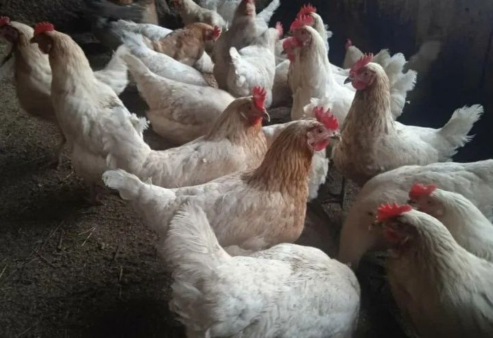 Продам кур несушек.
