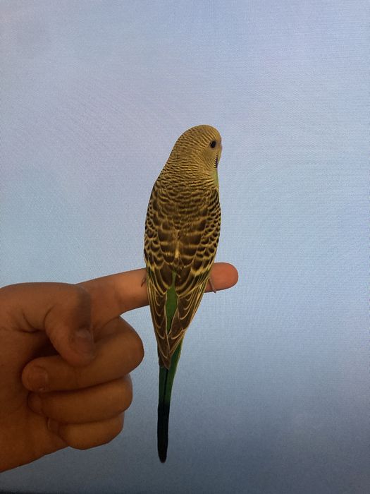 Ручные волнистые попугаи